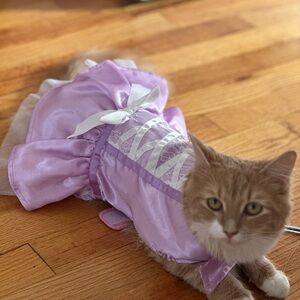 Cat princess Halloween costume